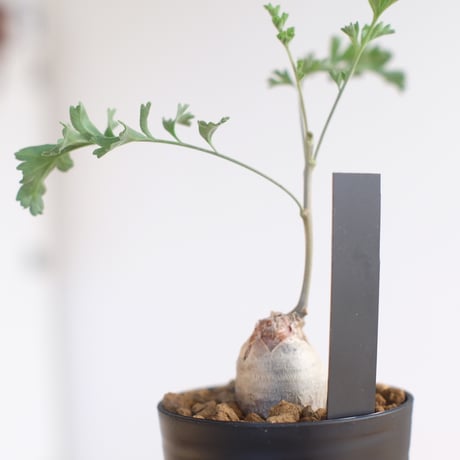 ペラルゴニウム パキポディウム / Pelargonium sp. cf. pachypodium / KN1362