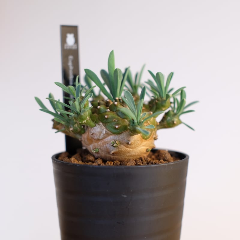 ユーフォルビア 峨眉山 / Euphorbia 'Gabisan' | 塊根植物 小苗 ユーフォルビア 峨眉山 / Euphorbia 'Gabisan' | 塊根植物 小苗