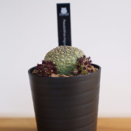 プセウドリトス ミギウルティヌス / Pseudolithos migiurtinus / KN1256