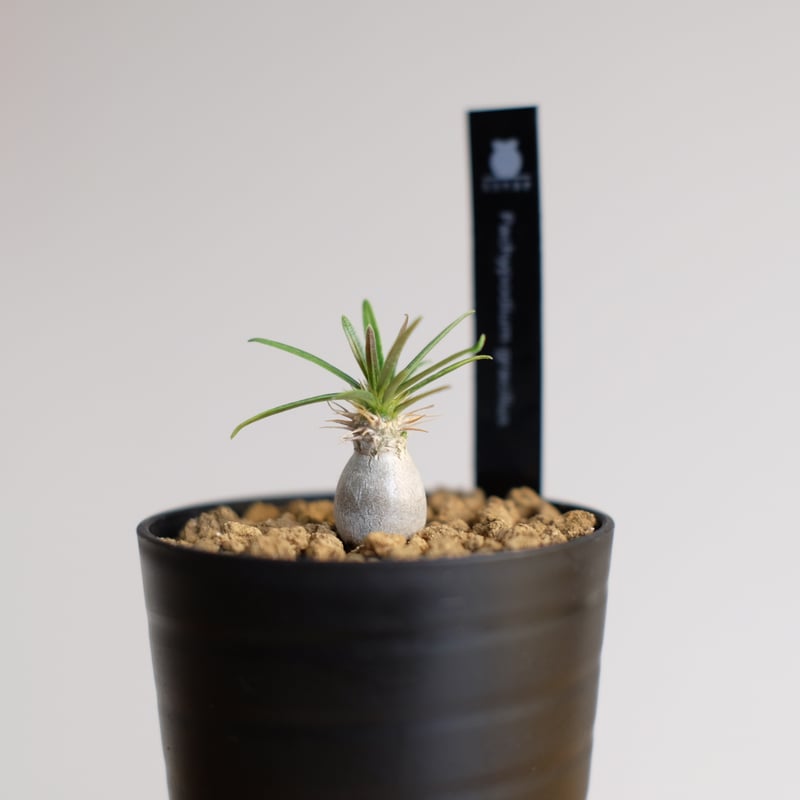 パキポディウム グラキリス / Pachypodium gracilius | 塊根植物 小苗