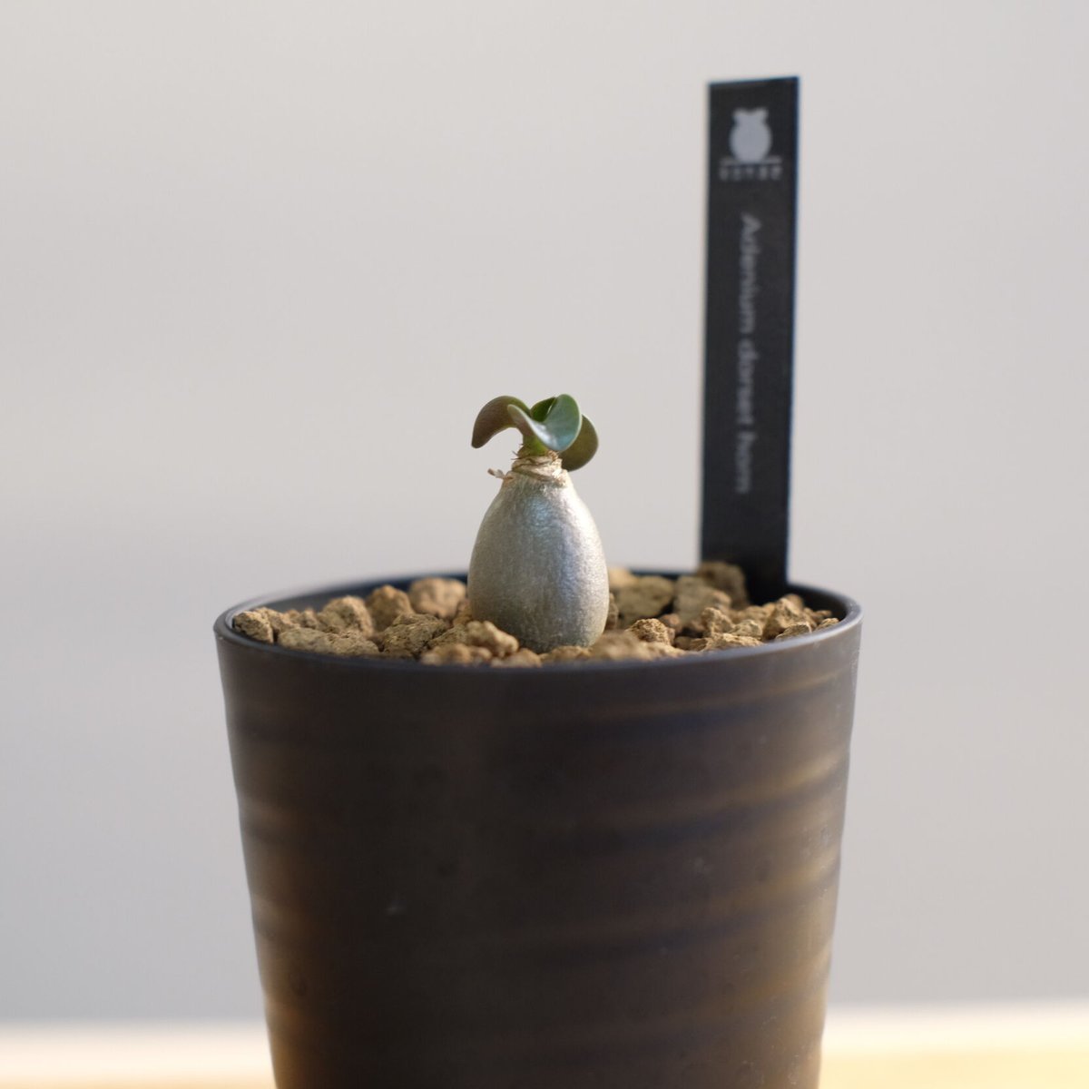 うぐたん様 専用 Dorset Horn Adenium ＋V2ハックA 鉢植え 【公式通販】