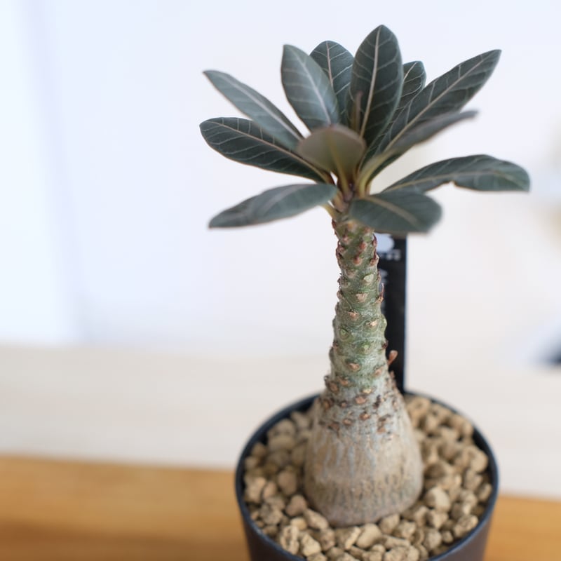 アデニウム ソコトラナム（純血）/ Adenium socotranum / KN1593 |