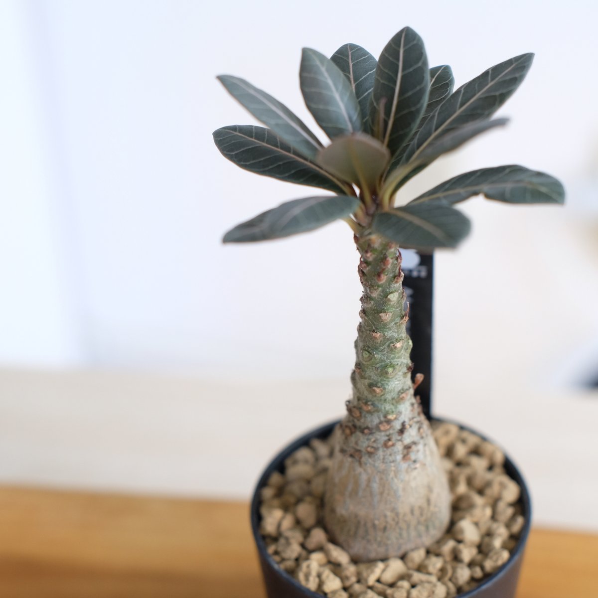 アデニウム ソコトラナム（純血）/ Adenium socotranum / KN1593 |