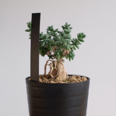 トリコディアデマ ブルボスム / Trichodiadema bulbosum