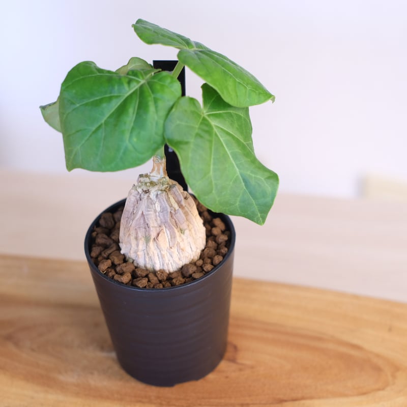 マテレア シクロフィラ / Matelea cyclophylla | 塊根植物 小苗専門店