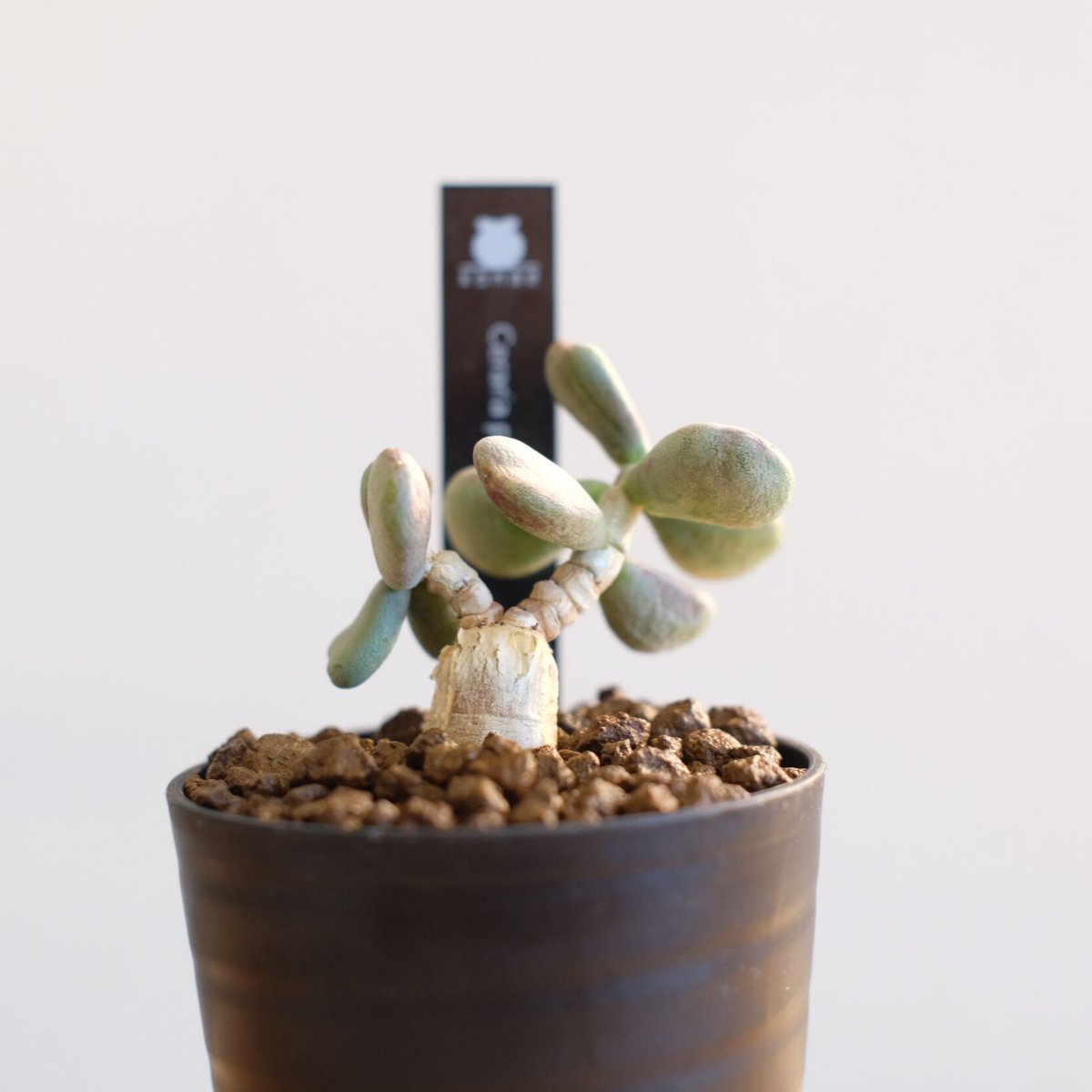 ケラリア ピグマエア / Ceraria pygmaea | 塊根植物 小苗専門店 konae