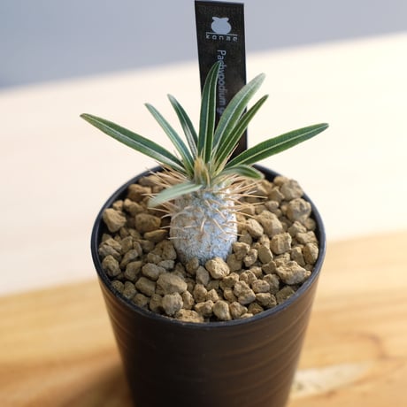 パキポディウム グラキリス / Pachypodium gracilius