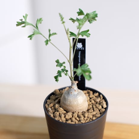 ペラルゴニウム パキポディウム / Pelargonium sp. cf. pachypodium