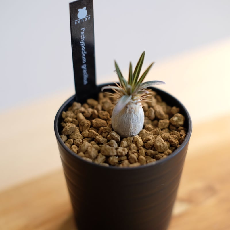 パキポディウム グラキリス / Pachypodium gracilius / KN1014 パキポディウム グラキリス / Pachypodium gracilius / KN1014