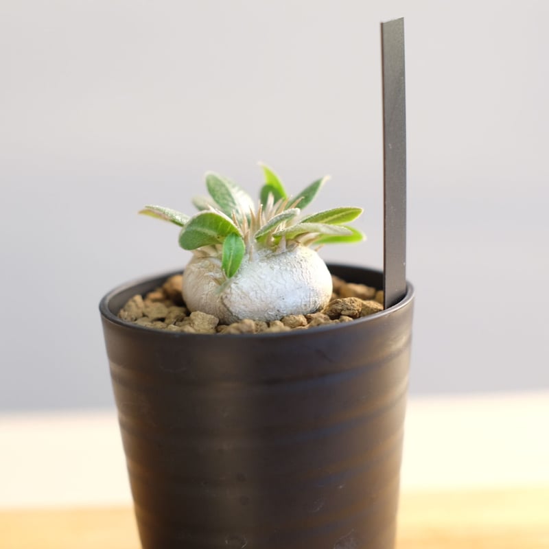 パキポディウム ブレビカウレ / Pachypodium brevicaule | 塊根植物