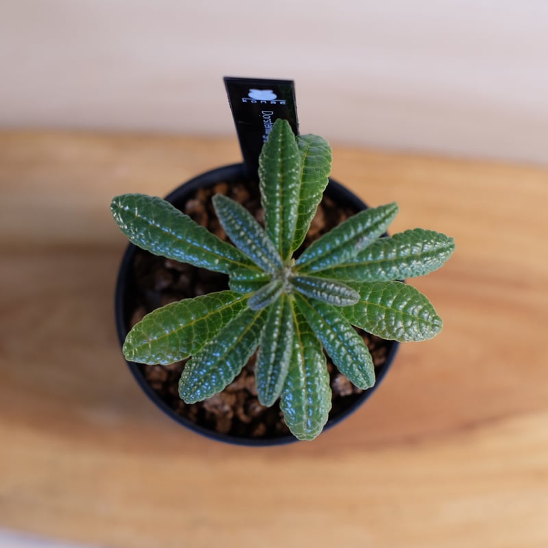 ドルステニア ギガス / Dorstenia gigas | 塊根植物 小苗専門店