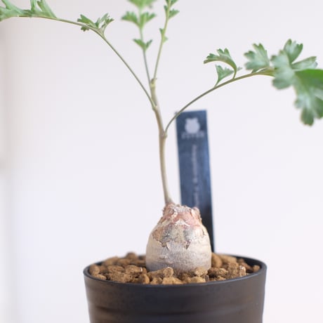 ペラルゴニウム パキポディウム / Pelargonium sp. cf. pachypodium / KN1362