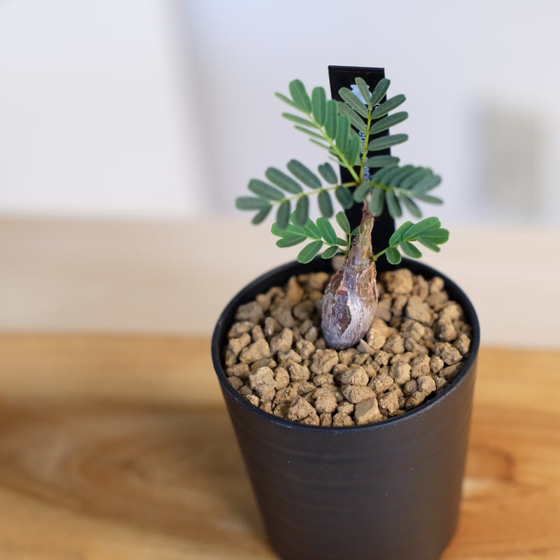 センナ メリディオナリス / Senna meridionalis | 塊根植物 小苗