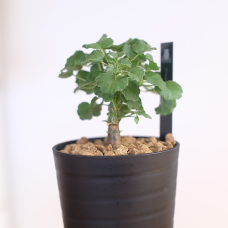 ペラルゴニウム ゼロフィトン / Pelargonium xerophyton / KN1393