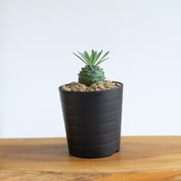 ユーフォルビア オベサ×鉄甲丸 / Euphorbia obesa×bupleurifolia / KN1559