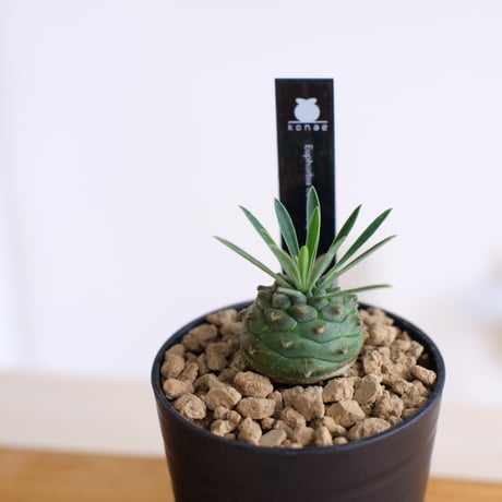 ユーフォルビア オベサ×鉄甲丸 / Euphorbia obesa×bupleurifolia / KN1559