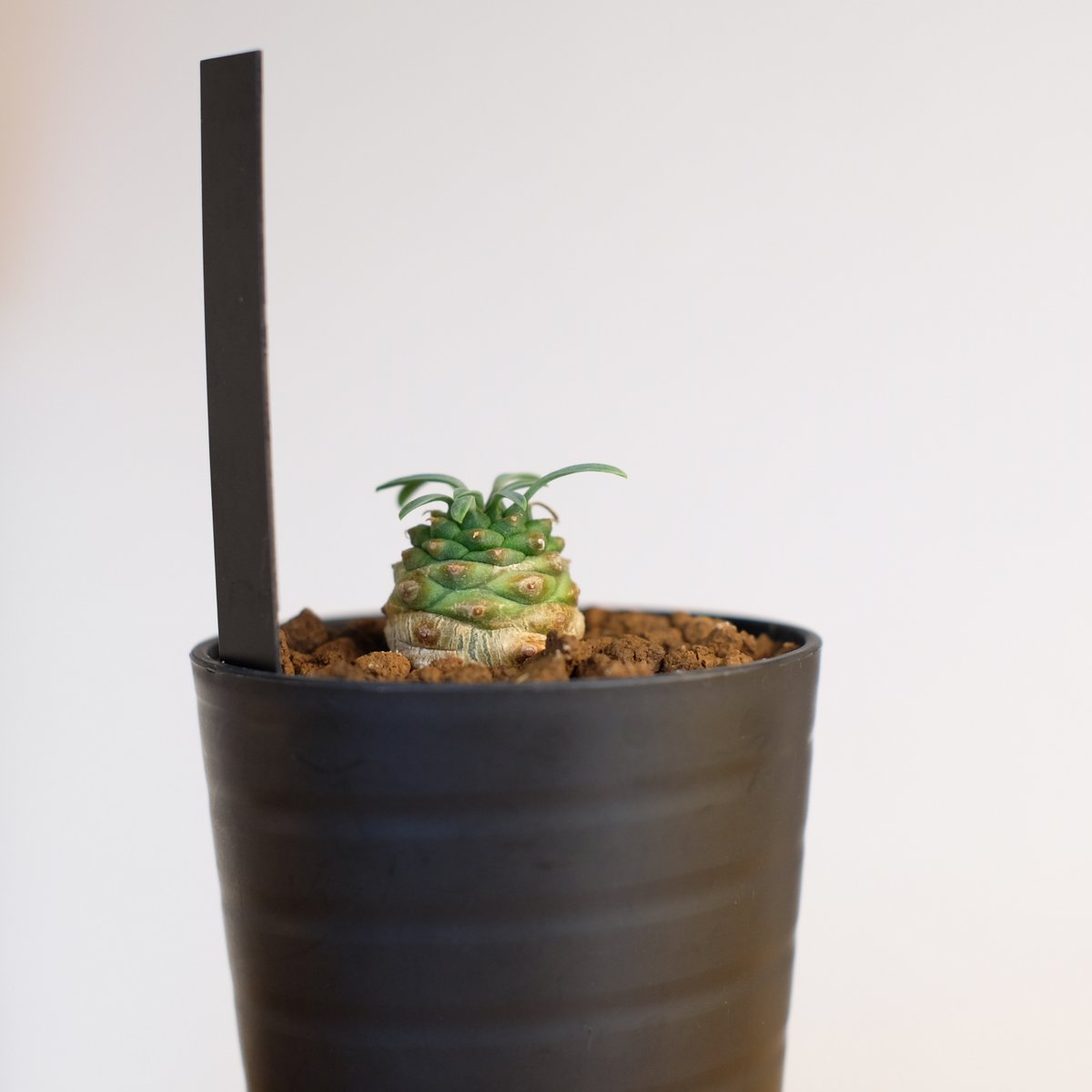 ユーフォルビア オベサ×鉄甲丸 Euphorbia obesa×bupleurifolia |