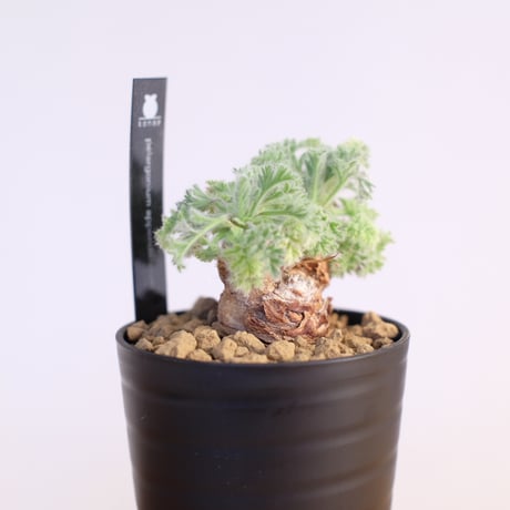 ペラルゴニウム アッペンディクラツム / pelargonium appendiclatum