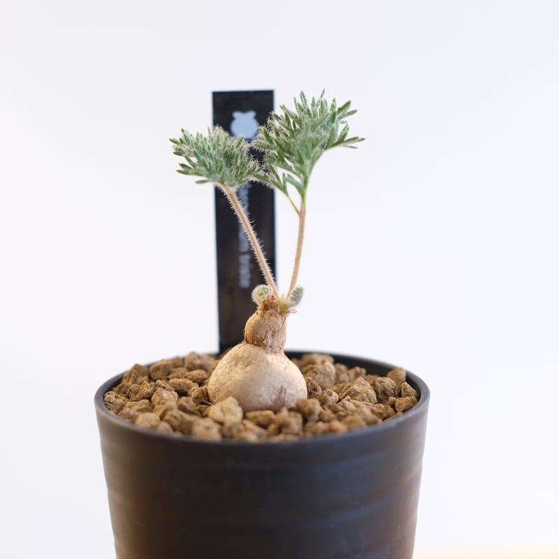 ペラルゴニウム トリステ / Pelargonium triste | 塊根植物 小苗専門店 