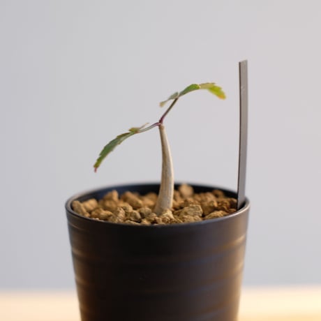 ブルセラ ファガロイデス / Bursera fagaroides / KN1022