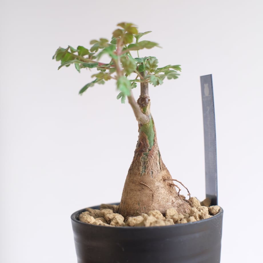 6960d10a6b59290041b24d59