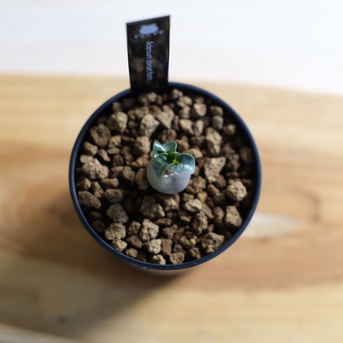うぐたん Dorset Horn Adenium ＋V2ハックA 鉢植え 極美/獅子葉/アデニウム】Dorset Horn Adenium 鉢植え -E（③
