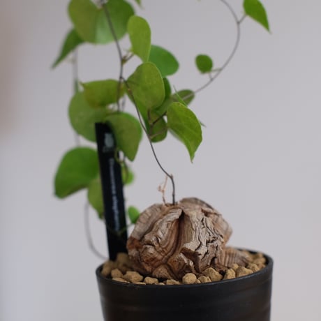 ディオスコレア エレファンティペス 亀甲竜 / Dioscorea elephantipes