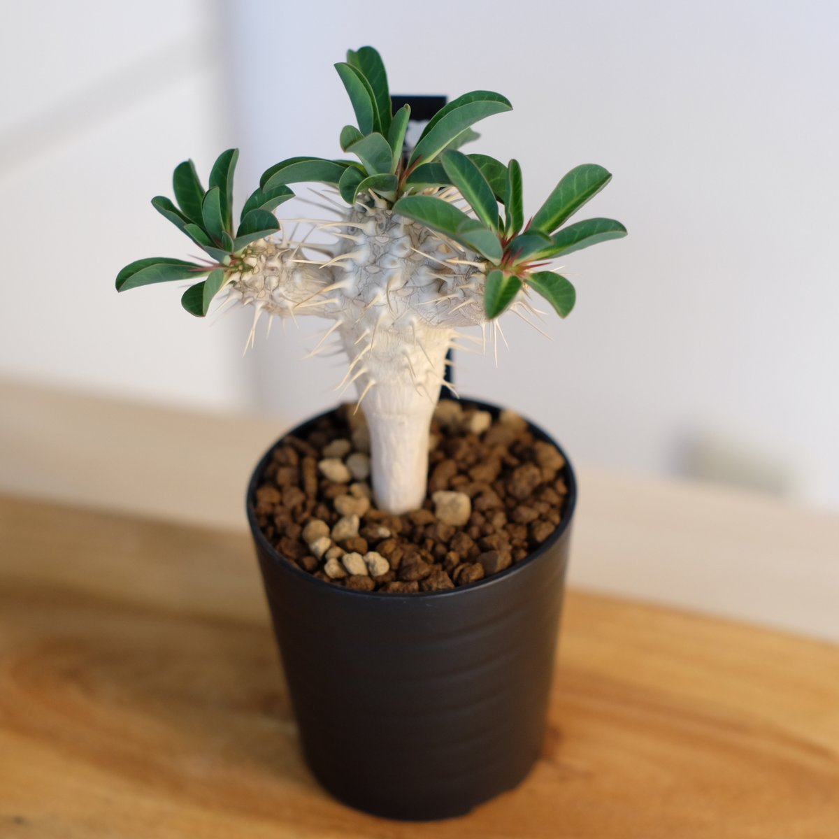 yakyu【鉢のまま発送】ユーフォルビア ギラウミニアナ ユーフォルビア ギラウミニアナ | hanayoshi-botanical