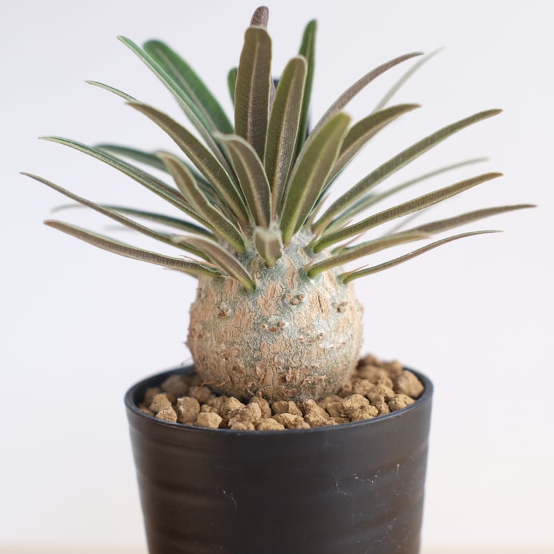 パキポディウム グラキリス / Pachypodium gracilius / KN1274