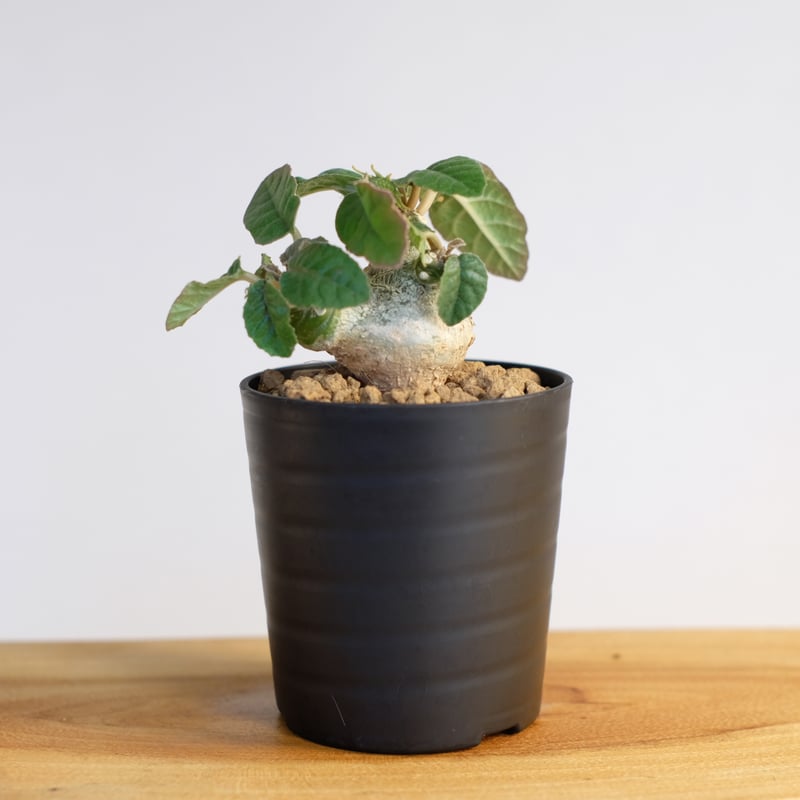 ドルステニア フォエチダ / Dorstenia foetida | 塊根植物 小苗 ドルステニア フォエチダ / Dorstenia foetida | 塊根植物 小苗