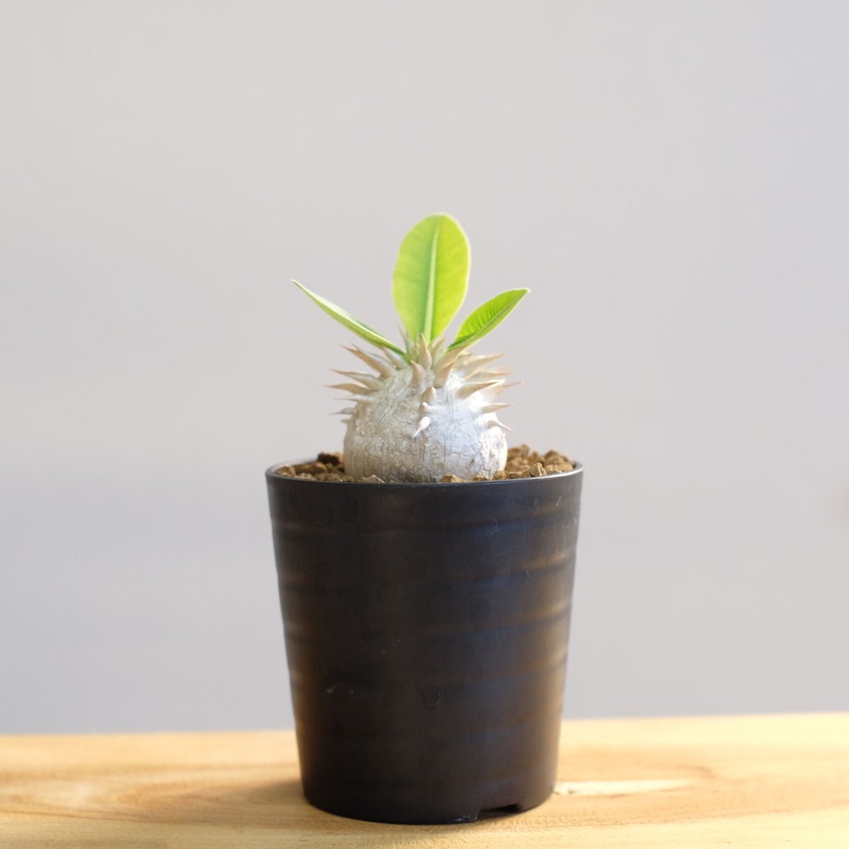 パキポディウム エブレネウム / Pachypodium eburneum | 塊根