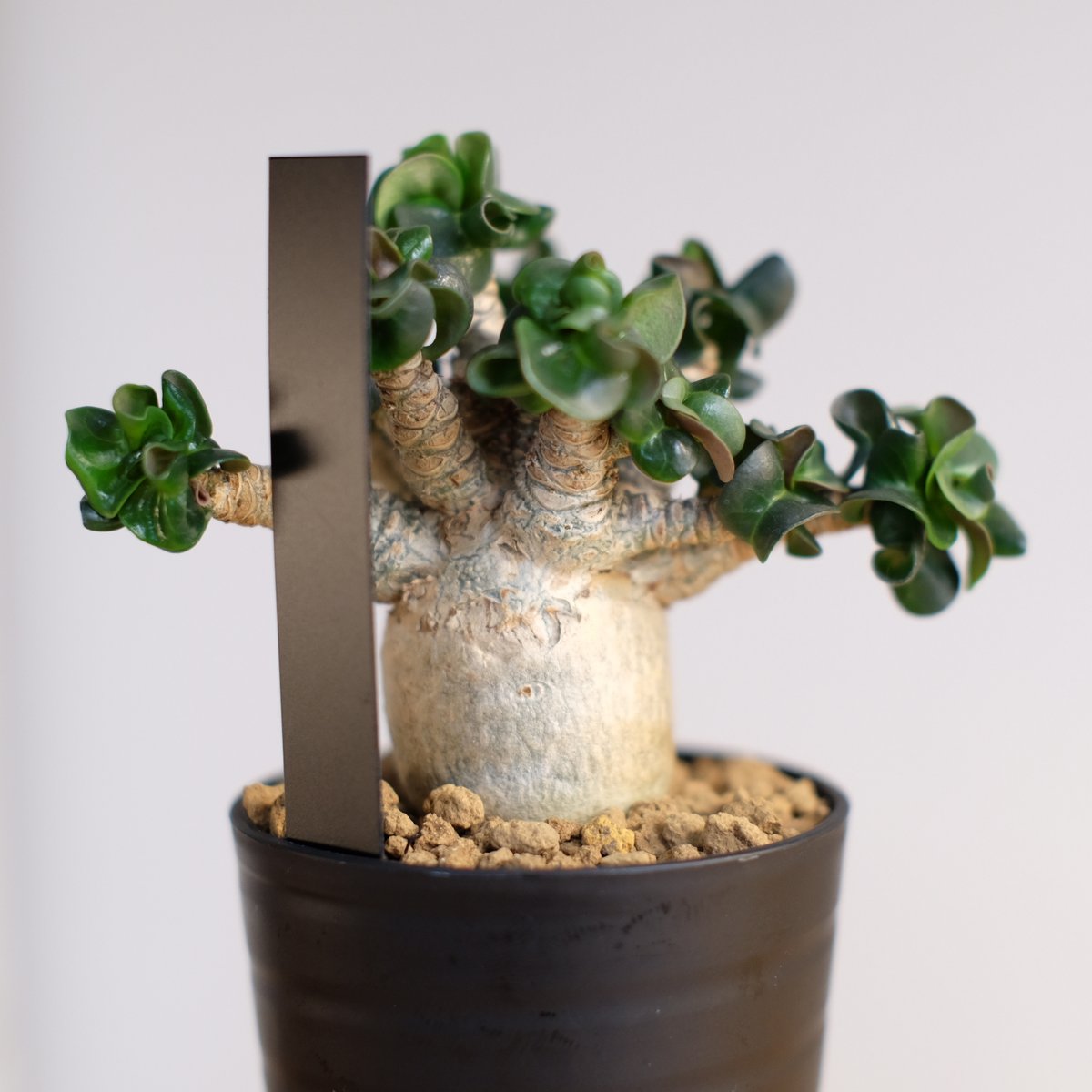 アデニウム ドーセットホーン / Adenium dorset horn | 塊根植物 小苗専