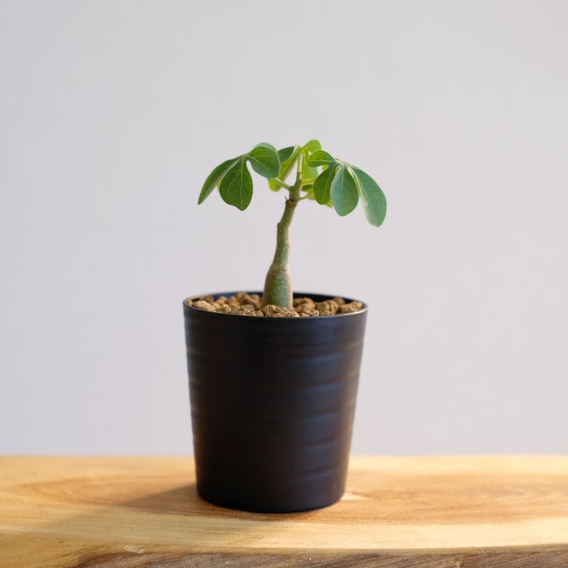 9月入荷 アデニア グラウカ 10粒 種 種子 証明書あり2608 コーデックス：アデニア グラウカ*塊根幅10cm 現品！一品限り