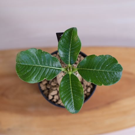 パキポディウム ウィンゾリー / Pachypodium Windsorii