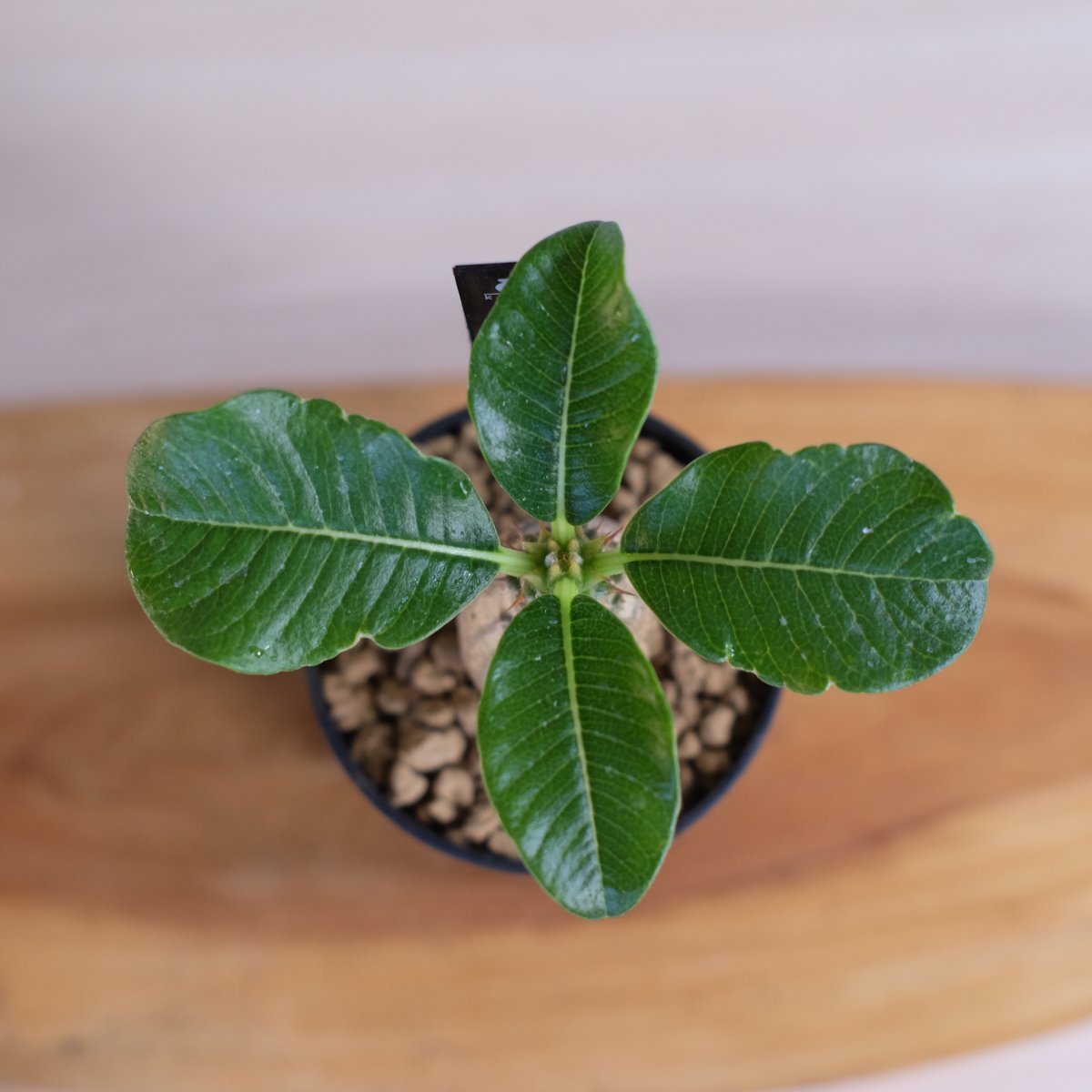 パキポディウム ウィンゾリー / Pachypodium Windsorii | 塊根 パキポディウム ウィンゾリー / Pachypodium Windsorii | 塊根