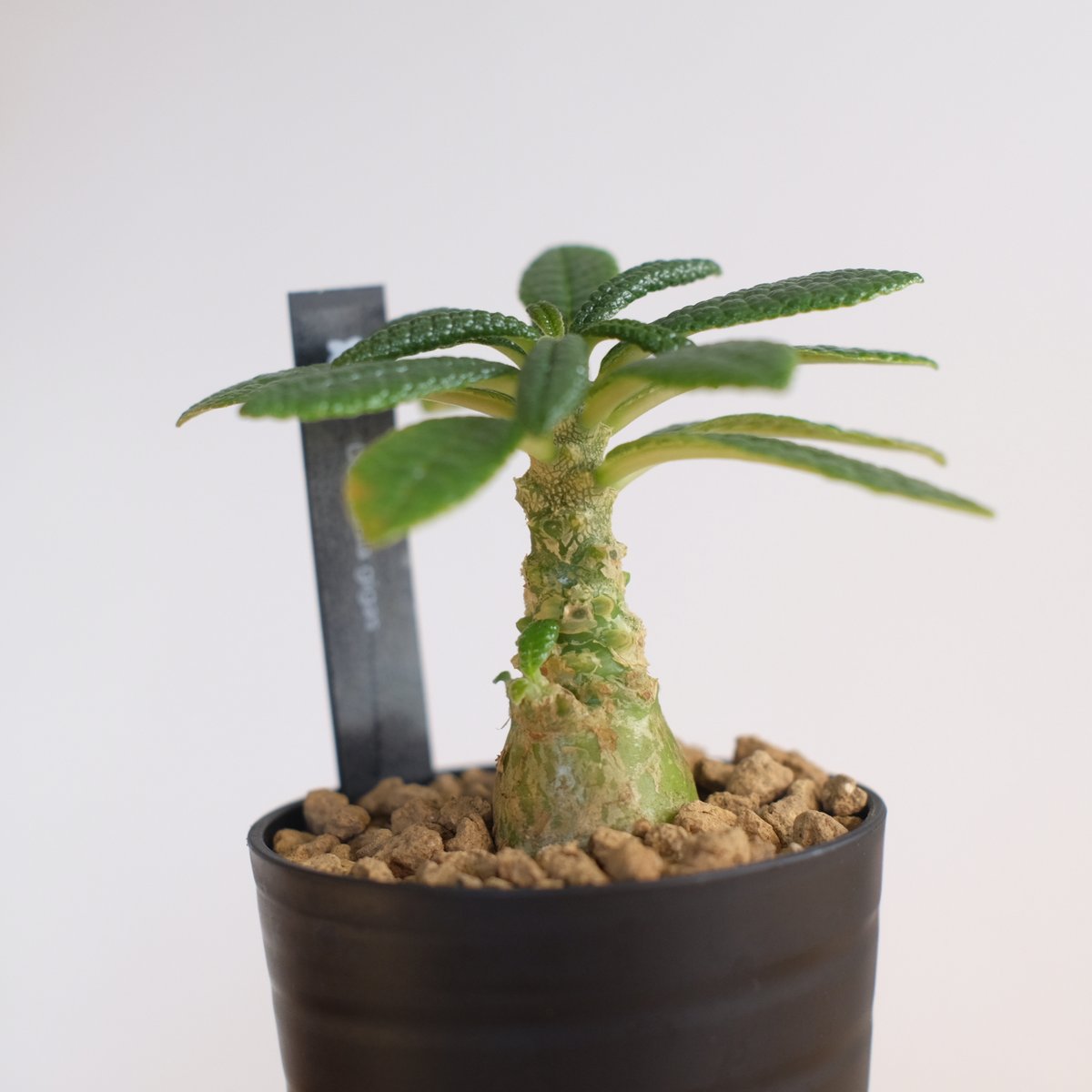 ドルステニア ギガス / Dorstenia gigas / KN1329 | 塊根植物 小苗