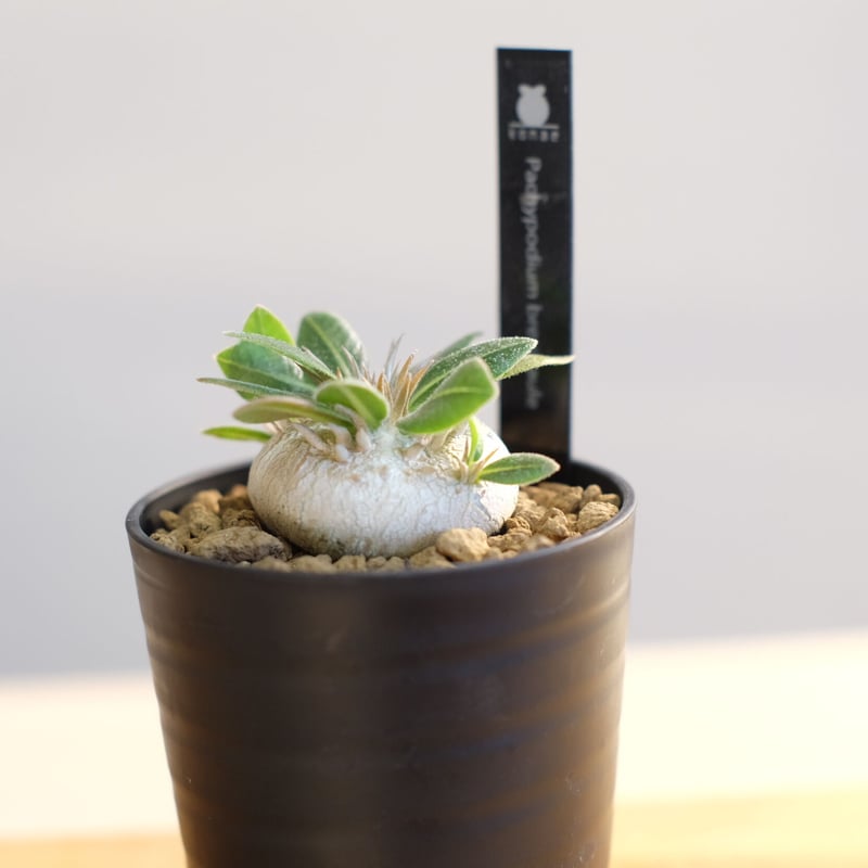 パキポディウム ブレビカウレ / Pachypodium brevicaule | 塊根植物