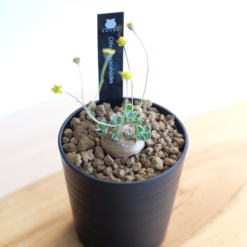 オトンナ カカリオイデス / Othonna cacalioides | 塊根植物 小苗専門店