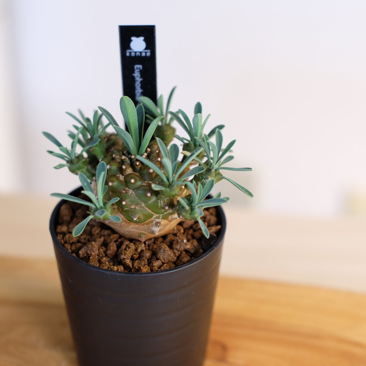 ユーフォルビア 峨眉山 / Euphorbia 'Gabisan' | 塊根植物 小苗専門店