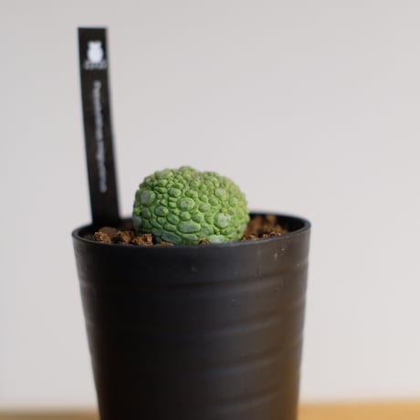 プセウドリトス ミギウルティヌス / Pseudolithos migiurtinus