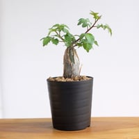 ブルセラ ファガロイデス / Bursera fagaroides / KN1526