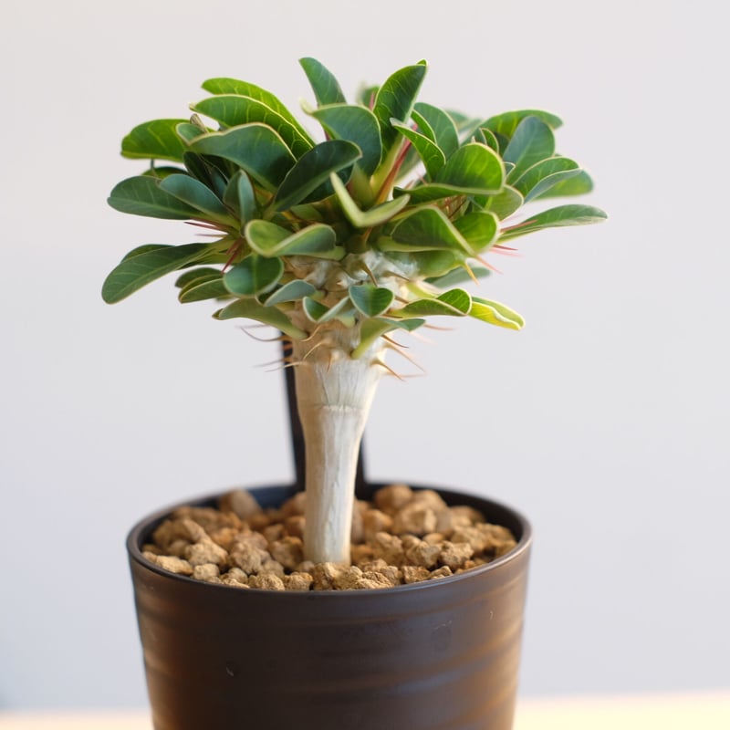 ギラウミニアナ　塊根植物　ユーフォルビア 現品限り】ユーフォルビア・ギラウミニアナ【V24】 Euphorbia