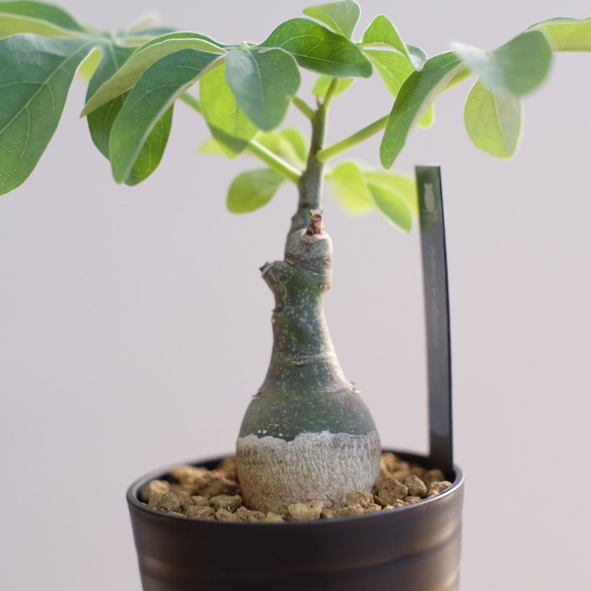 現品】塊根植物（コーデックス）：アデニア・グラウカ ５号 うA - 観葉植物