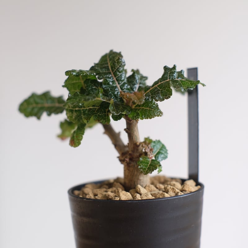 ボスウェリア ナナ / Boswellia nana / KN1335 | 塊根植物 小苗専門