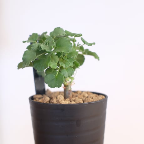 ペラルゴニウム ゼロフィトン / Pelargonium xerophyton / KN1393