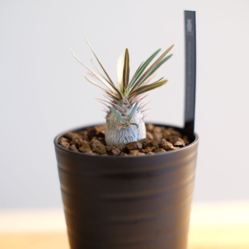 BOTANIZE パキポディウム グラキリス Amazon | BOTANIZE × MEDICOM TOY パキポディウム グラキリス