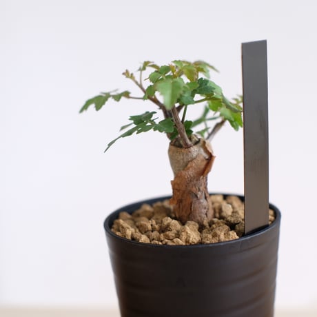 ブルセラ ファガロイデス / Bursera fagaroides / KN1547