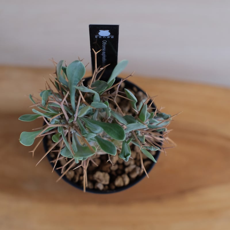 オトンナ ユーフォルビオイデス / Othonna euphorbioides | 塊根植物