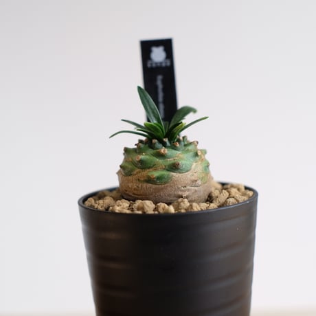 ユーフォルビア オベサ×鉄甲丸　Euphorbia obesa×bupleurifolia / KN1436