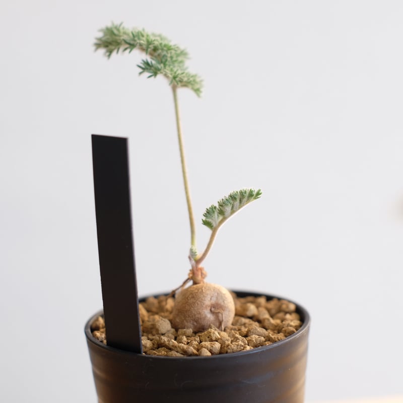 【塊根植物】 ペラルゴニウム トリステ現地株＋N/OH 澪標 塊根植物】 ペラルゴニウム トリステ現地株＋N/OH 澪標 塊根植物